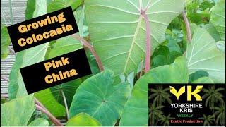 Growing Colocasia Pink China