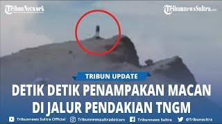 Viral Video Macan Jawa Disebut Menerkam Pendaki di Merapi, TNGM Sebut Jalur Pendakian Masih Ditutup