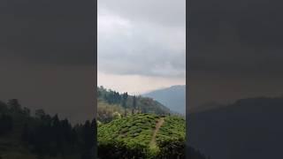 Tea gardens of Darjeeling... #shorts #ytshorts #darjeeling #teagarden