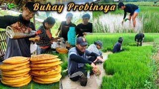 Ep.484- TULUNG TULONG SA PAGHUHULIP NG PALAY NA NASIRA NG BAGYO | buhay probinsya | bukids