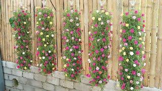 Beautiful DIY vertical hanging garden growing Portulaca (Mossrose) for small spaces