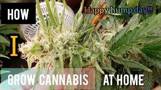 How i grow cannabis at home. Hump day update!!!