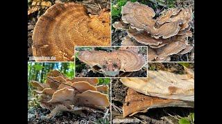 Pilzportrait -  Riesenporling, Meripilus giganteus | Polyporus giganteus, Polypilus giganteus