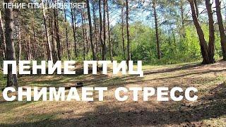 ПЕНИЕ ПТИЦ СНИМАЕТ СТРЕСС,УЛУЧШАЕТ НАСТРОЕНИЕ,УСПОКАИВАЕТ НЕРВНУЮ СИСТЕМУ.