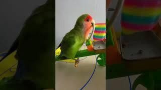 Bird Training : Smart lovebird Parrot | Smart Little Cute Parrot  #training #smartparrot #cute