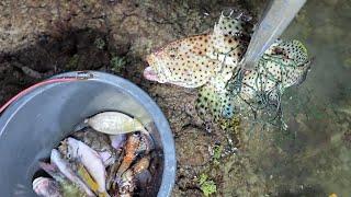 NOMBAK IKAN BERSEMBUNYI DI BALIK BEBATUAN KARANG