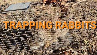 How to trap rabbits using live traps!!