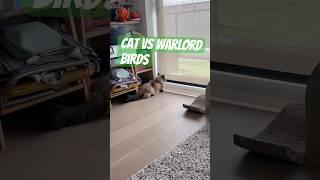 Cat VS WARLORD birds #spanian #funny #fyp #foryou #viral