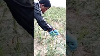 Harvesting Lady Finger Okro For Export #vegetable #okro