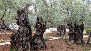 Alone in Gethsemane Jerusalem, the world's most important olive garden. I felt Jesus Agony