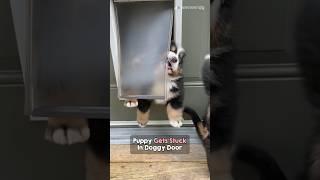 Tackling the doggy door for first time  #shorts #dog #puppy #funnydogs #lol #cutedog