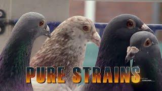 PURE STRAINS - Do you think that pigeon strains that are pure actually exist?