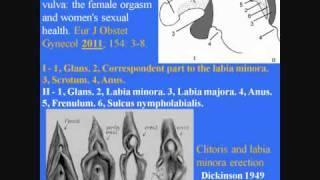 Female orgasm and clitoris. World Association for Sexual Health  WAS  congress. Glasgow June 2011