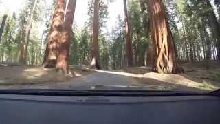 Giant Forest Tunnel Drive, Generals Highway, Sequoia National Park.