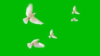 Group Of pigeons Flying Green Screen Chroma Key Effect