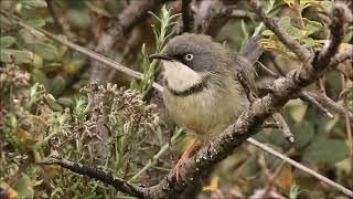 Bar-throated Apalis pair's duet