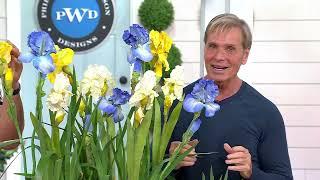 Phillip Watson Designs 3pc Reblooming Bearded Iris Live Plant on QVC