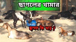 ছাগলের খামার | Goatfarm | Black Bengal goats | Rj Goat Farm Bahirgachi Nadia