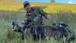 BOWHUNTING MOUNTAIN BOARS!!!