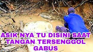 nguras ikan di tempat yg ada ikan gabus besar