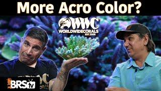 Victor’s 8 Coral Coloration Tips to Make Your Acropora POP!