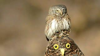 Воробьиный сыч - мелкая сова (Eurasian pygmy owl)