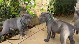 A Litter Staffordshire Bull Terrier Puppies Playing in the Garden