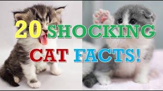 20 shocking cat facts that would blow your mind! | Eye dropping facts about cats!