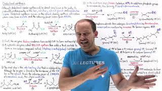 Cholesterol synthesis