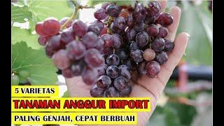 5 JENIS ANGGUR IMPORT YANG TERKENAL CEPAT BERBUAH & COCOK UNTUK PEMULA I RAWA TANI