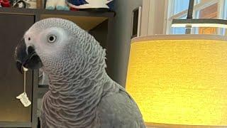 A few minutes with Symon the African Grey Talking Parrot#talkingparrot #africangrey #parrot #birds