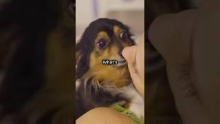 Why It’s a Bad Idea for Your Dog to Lick You | Surprising Health Risks