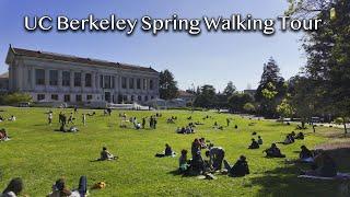 University of California: Berkeley - 4K HDR Walking Tour in Spring