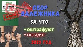 Сбор валежника 🪵 в лесу:  сроки, штрафы ₽. Новые правила с 2023 года