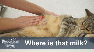  Is your cat lactating? How to increase milk supply?