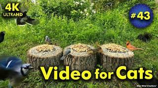 4K TV For Cats | Into the Woods! | Bird and Squirrel Watching | Video 43