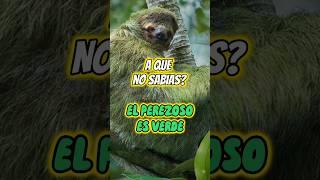 EL PEREZOSO es VERDE#animales #curiosidades #perezoso