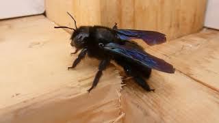 Big Black Bee