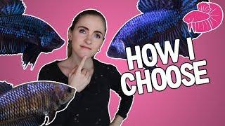 Betta Breeding - How I Pick The Best Fish to Breed (Traits Overview)
