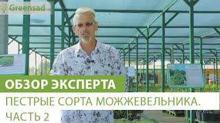 Пестрые сорта можжевельника. Часть 2