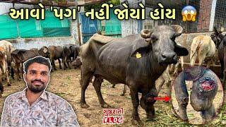 હે ભગવાન | આ ભેંસ ને ‘પગ’ માં શું થયું 