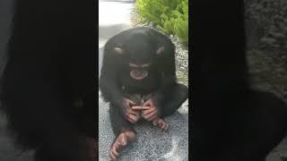 Tech Savvy Chimpanzee