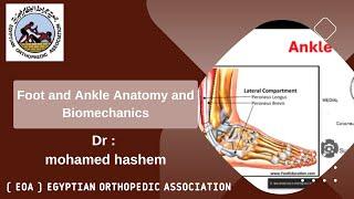 Foot and Ankle Anatomy and Biomechanics (Mr. Mohamed Hashem)