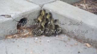 Following Cute Little Baby Ducklings Following Their Mother Duck