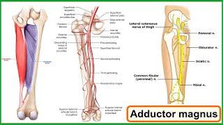 adductor magnus