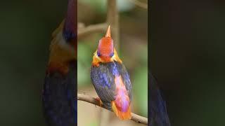 Adorable Baby Birds Learning to Fly #cutebirds #cutesound #shorts 