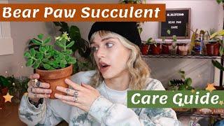 The CUTEST succulent (you need one) | Bear Paw/Cotyledon tomentosa Care Guide