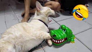 You Laugh You LoseFunniest Dogs and Cats 2024