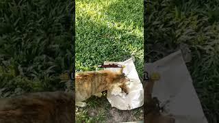 RASA PEDULI YANG TERUS ADA, PART3#shorts#short#viral #animals#kamipeduli#funnycats#trending#new#news