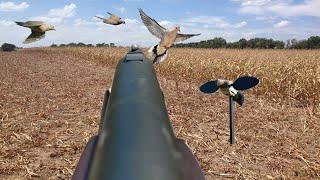 Dove Hunting Public Sunflower Field!!! ( Catch & Cook)